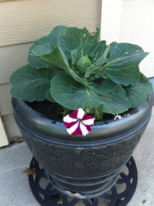 Fall and Winter Gardening in Pots Image
